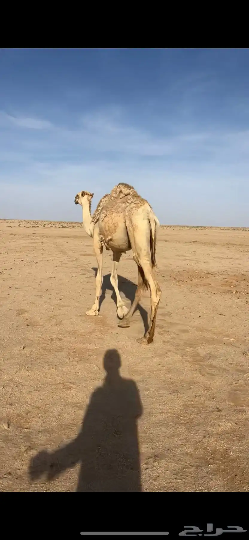 للبيع قعود قصب 2