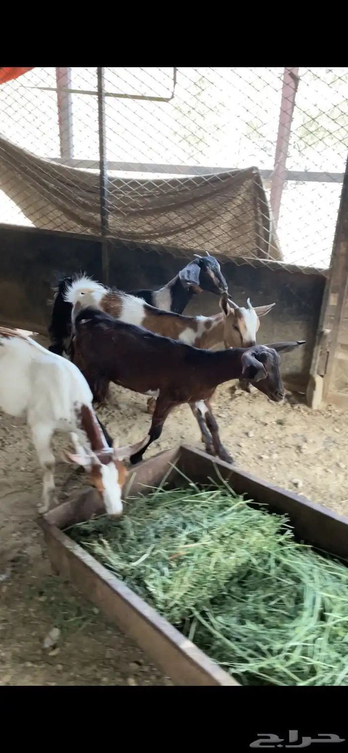 جفاء اناثي 1
