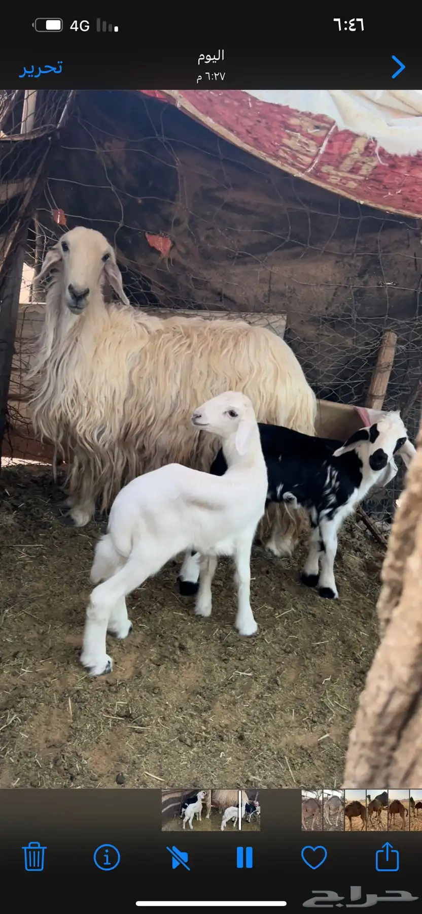 شاة نجديه معها رخل وخروف سنه سديس وتوه مسدس وسلم 0
