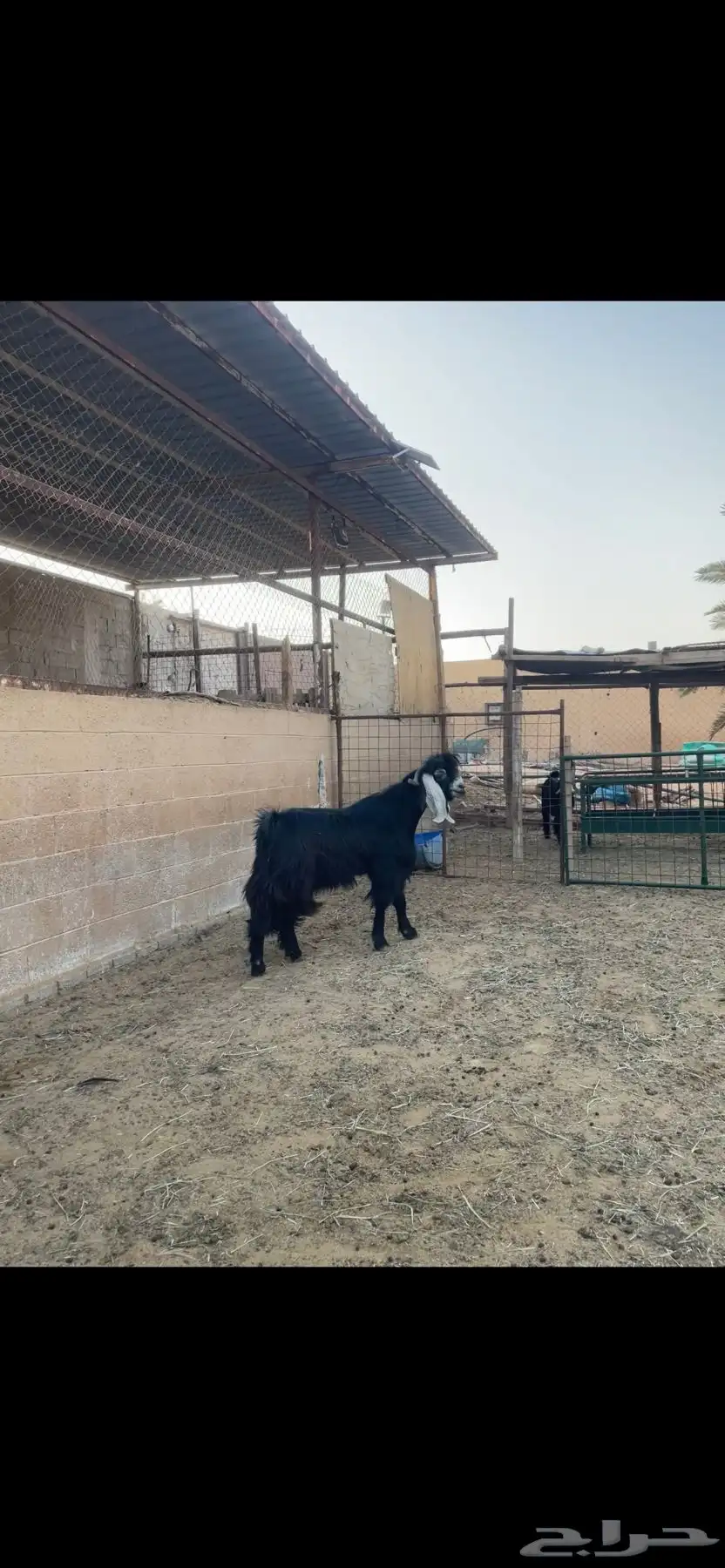 تيس فحل عارضي 1