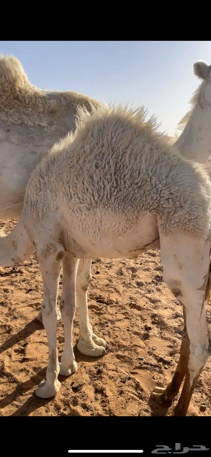 حاشي بري شرط 0