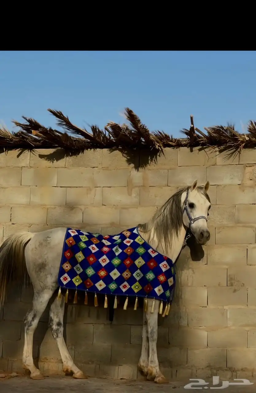 حصان شعبي 0