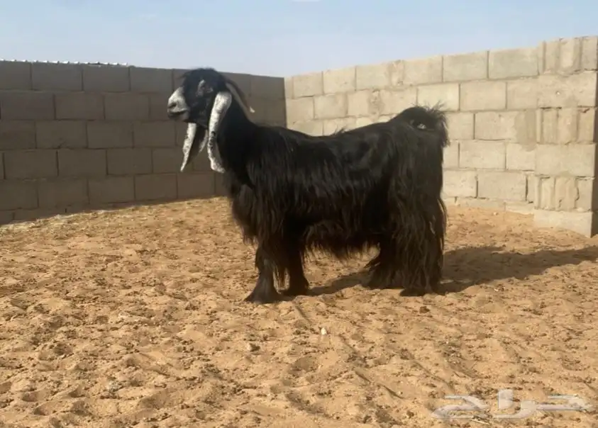 معزا عوارض صنف لهوات الصنف 25