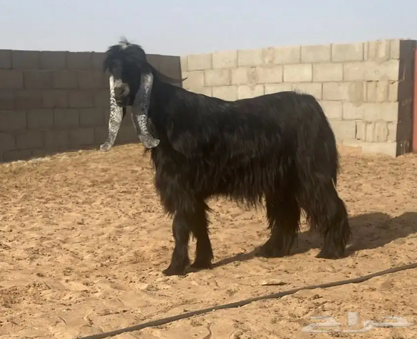 معزا عوارض صنف لهوات الصنف 23