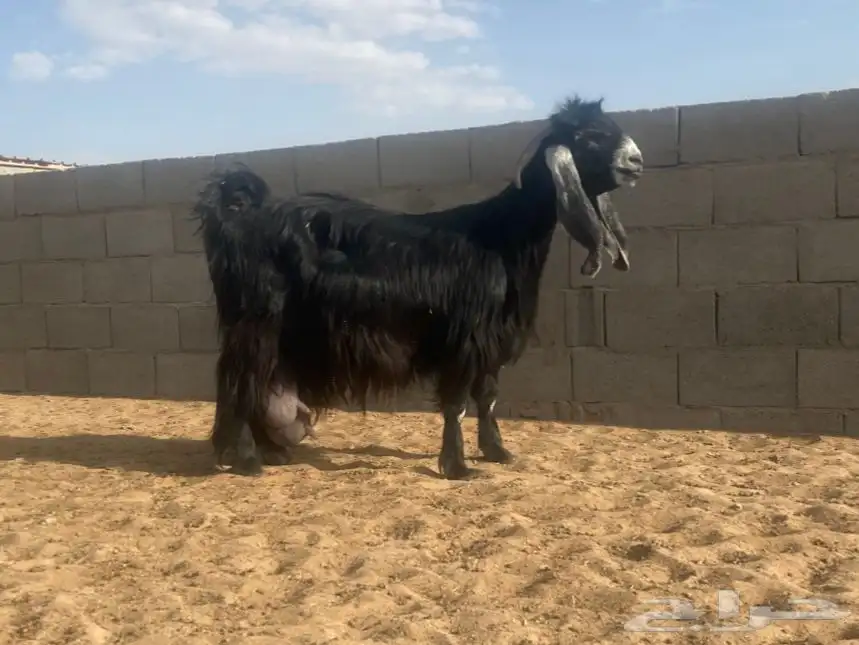 معزا عوارض صنف لهوات الصنف 31