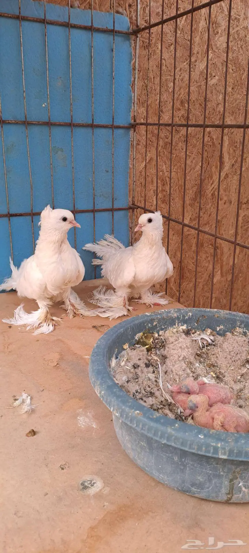 صنعاني سلكي index