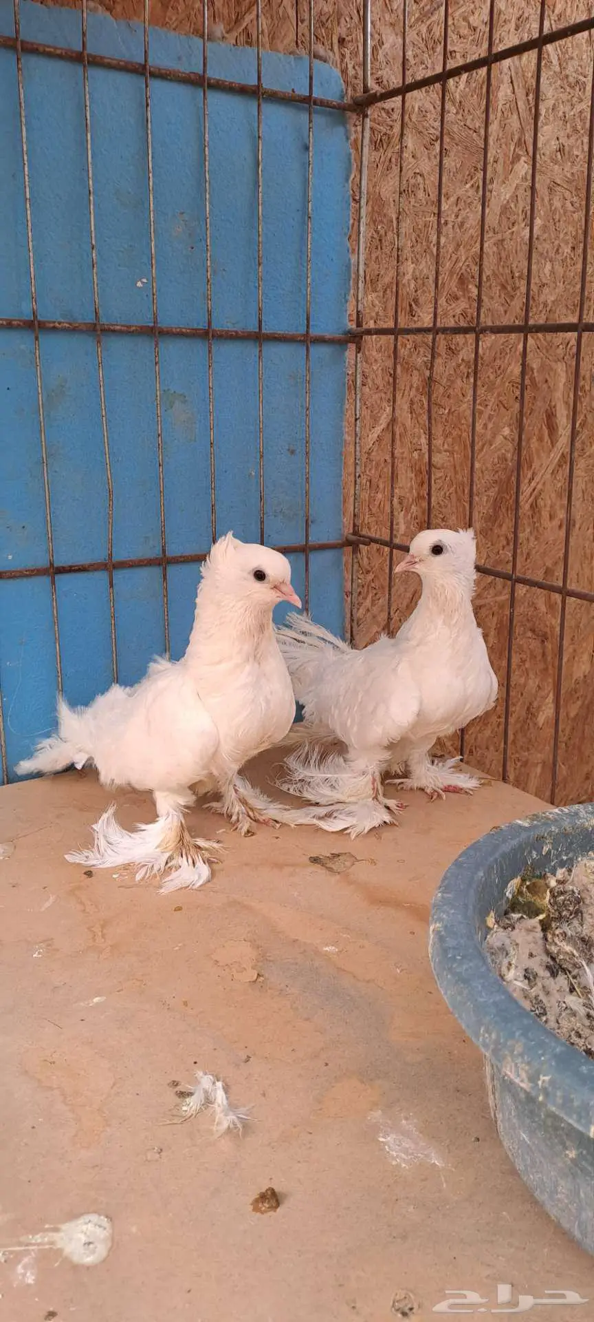 صنعاني سلكي index