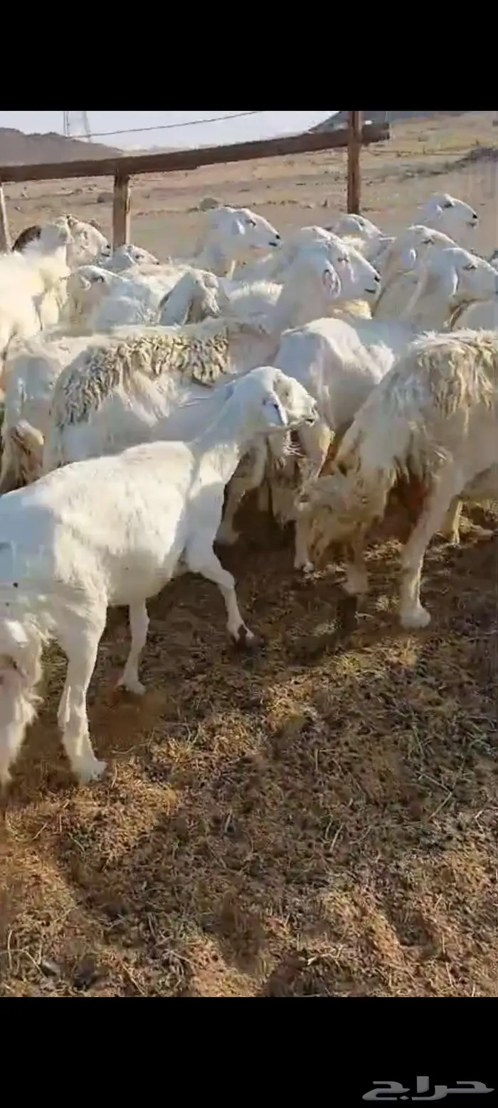 ضان دفيع وضريع وخلفات 3