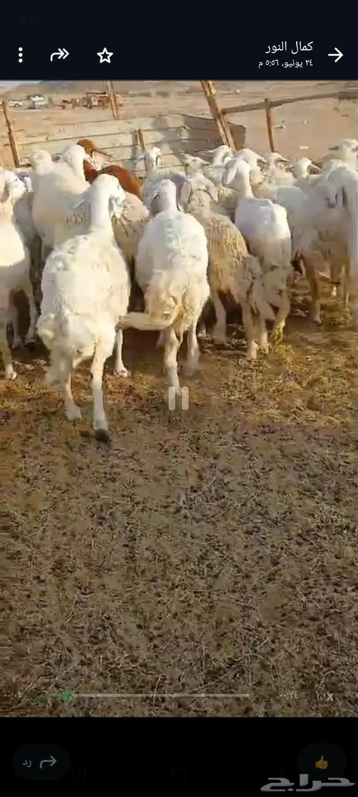 ضان دفيع وضريع وخلفات 8