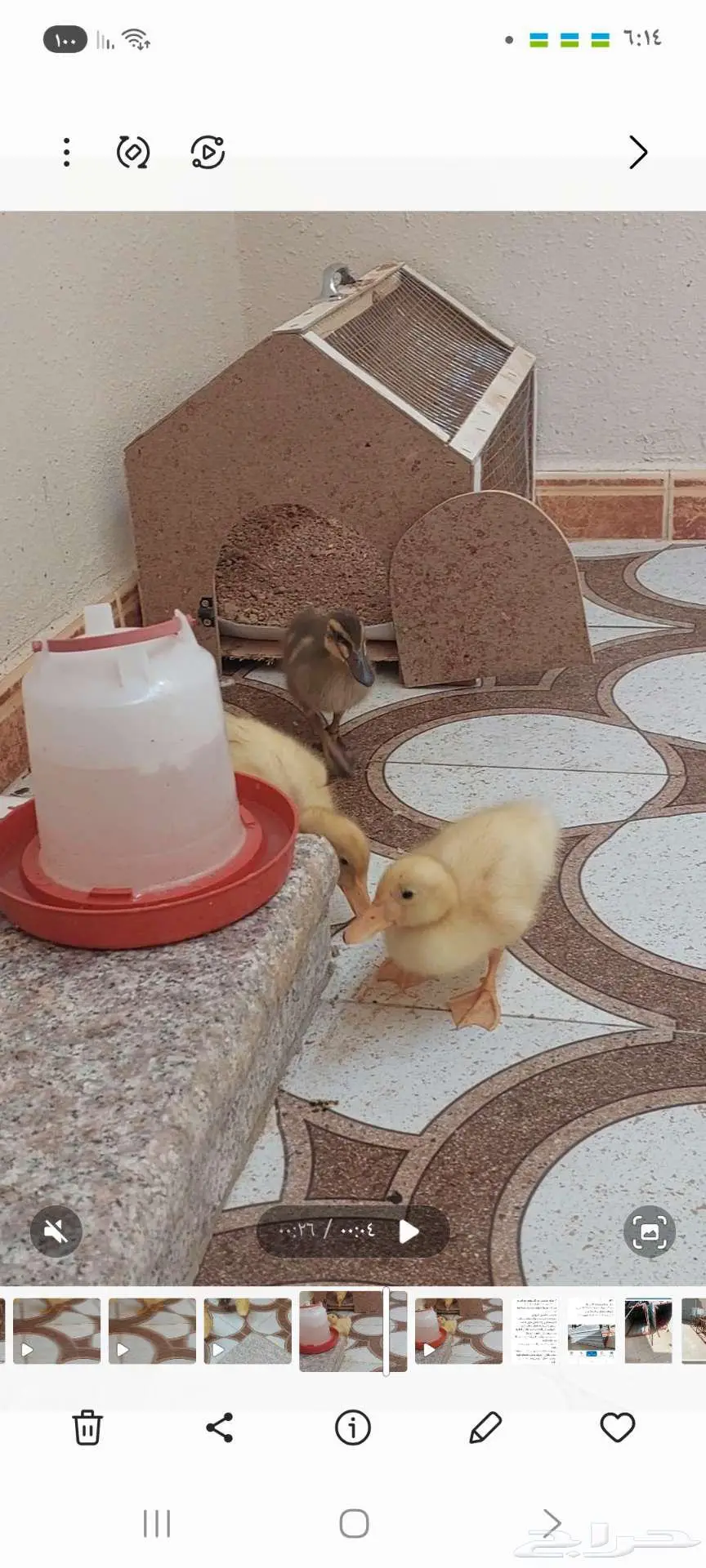 بط اربع حبات 0