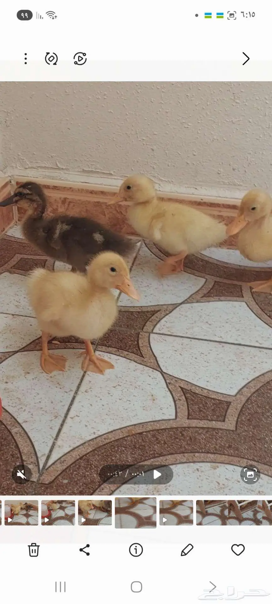 بط اربع حبات 1