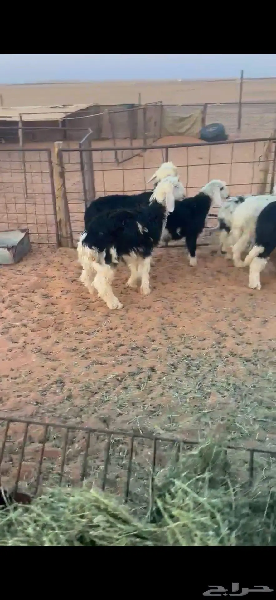 هرافى نجد 2