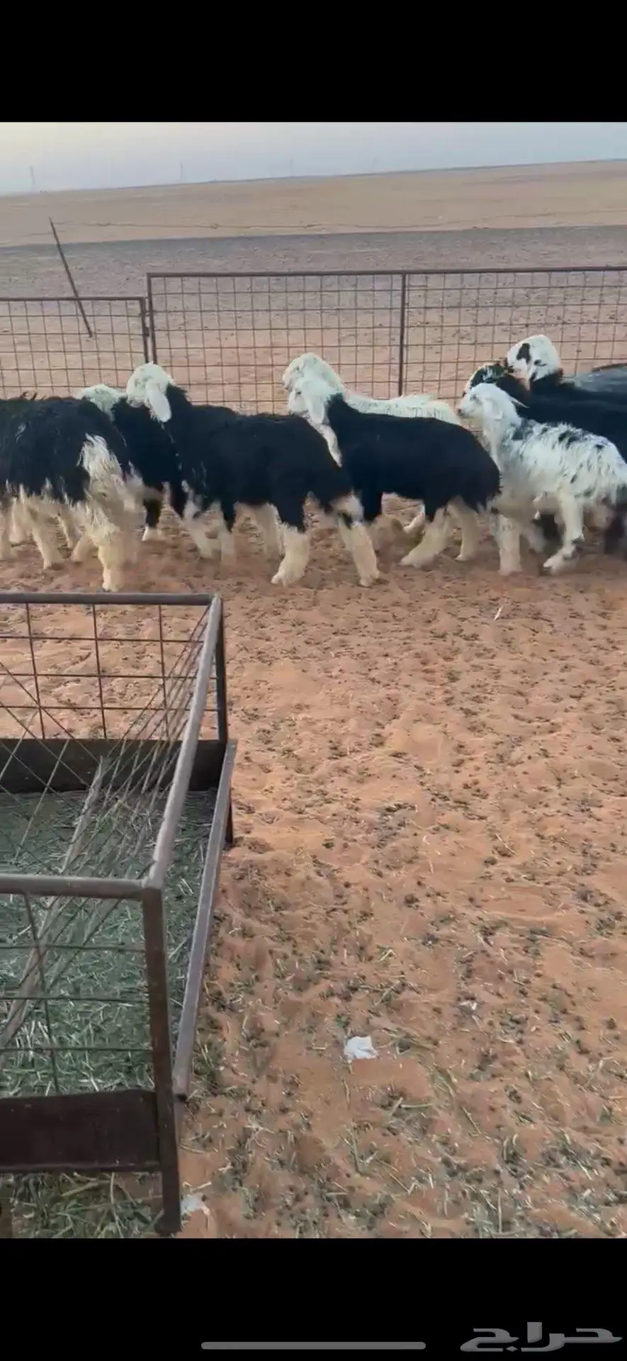 هرافى نجد 1