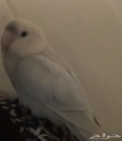 مفقود طير روز اللون أبيض والجناح سماوي وفيه سواد شوي بالراس 0