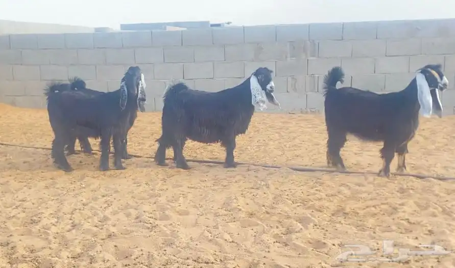معزا عوارض صنف لهوات الصنف 30