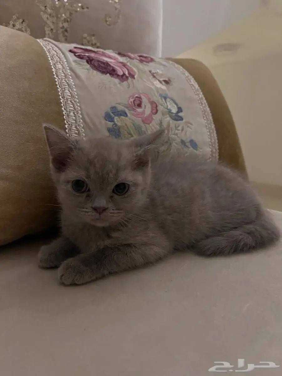 كيتن سكوتش فولد وستريت 3