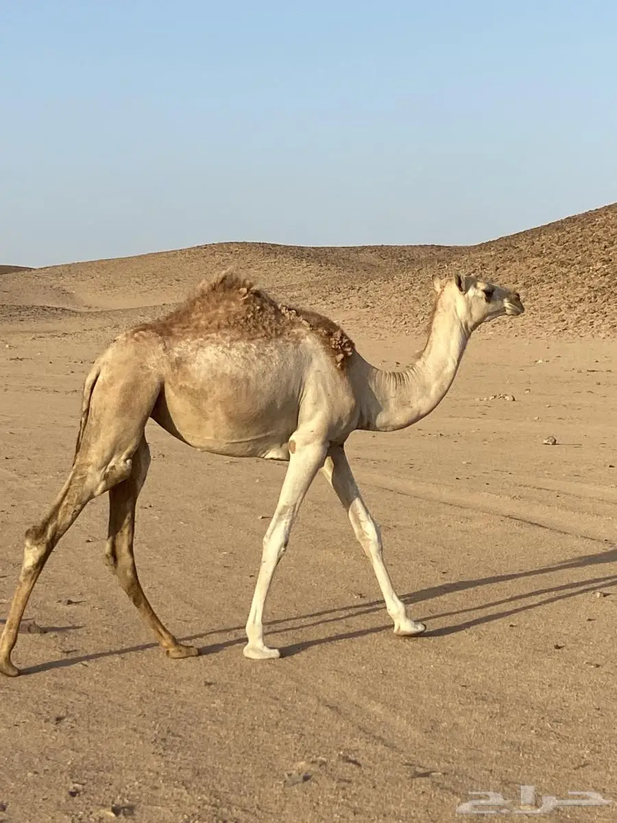 بكره طيبه 2