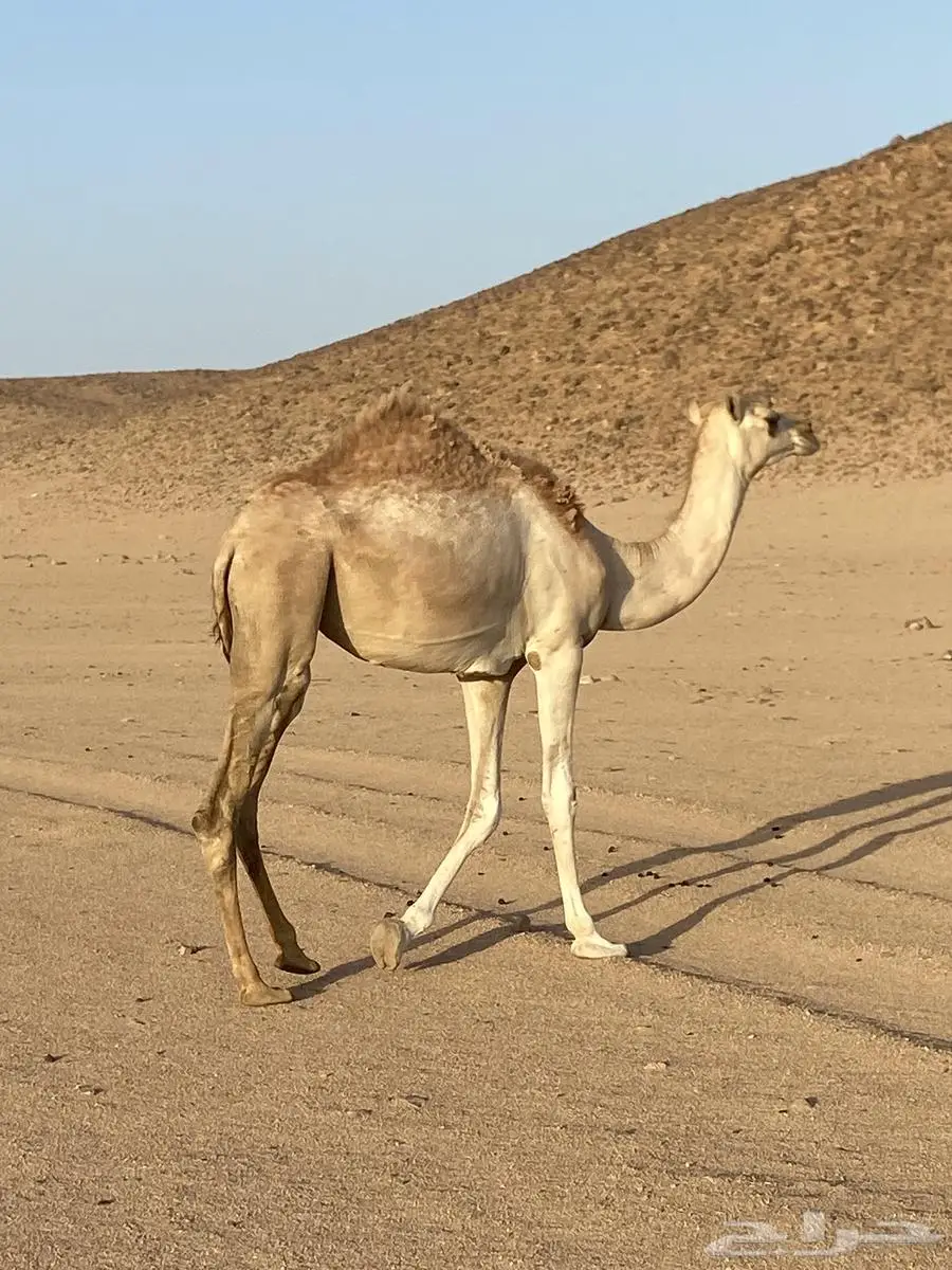 بكره طيبه 0
