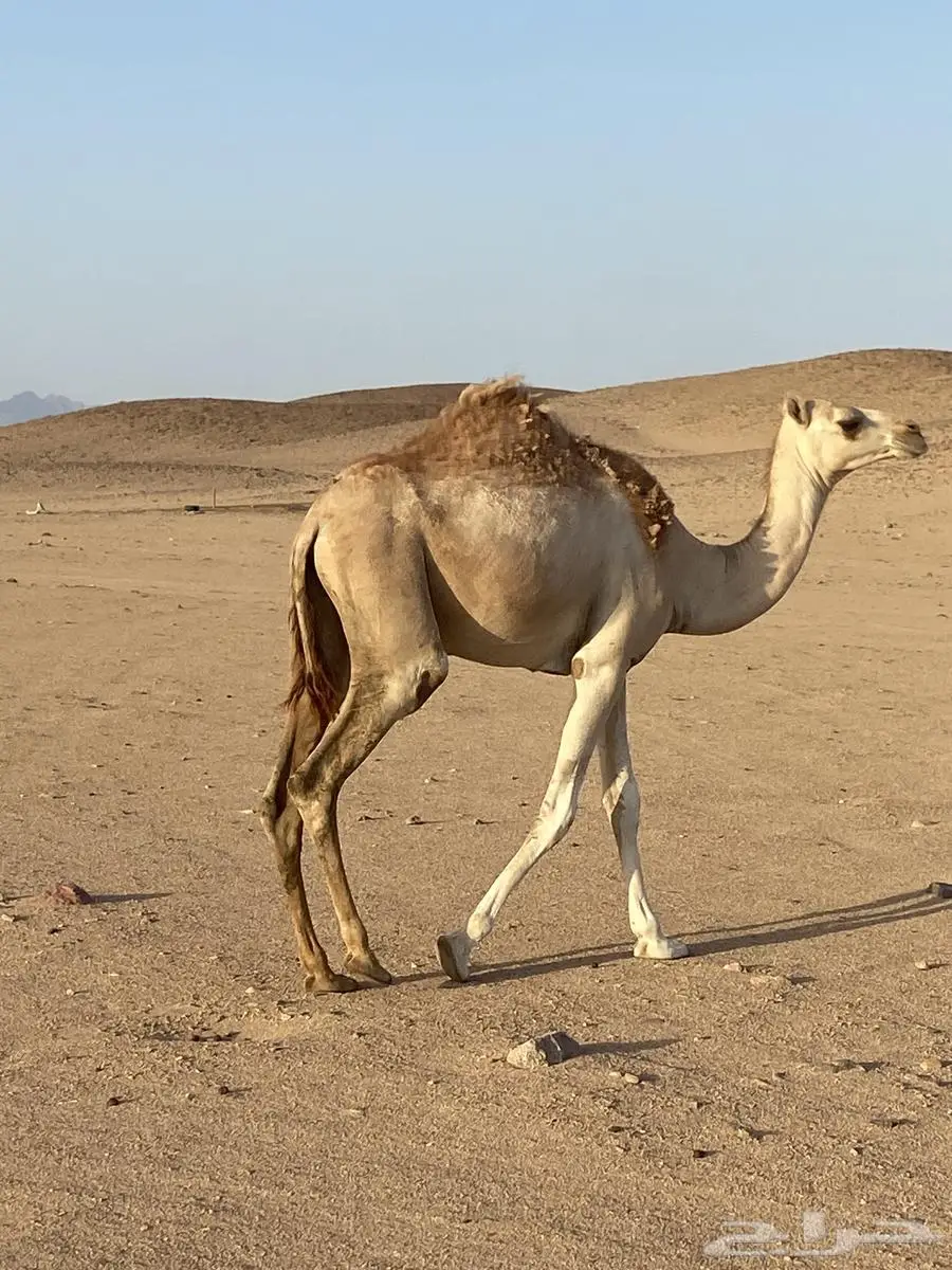 بكره طيبه 1
