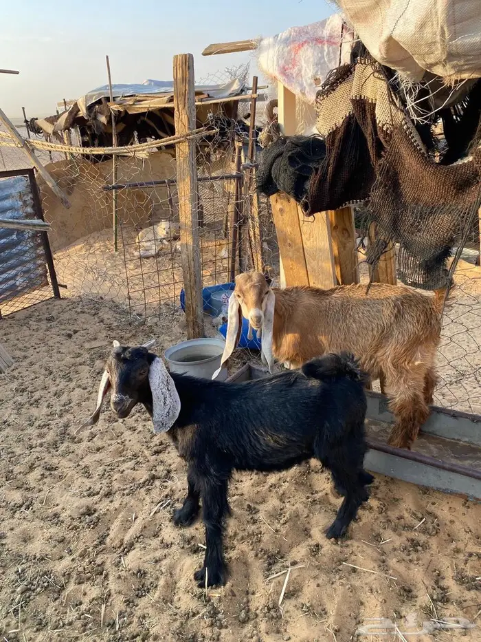 تيوس وعنز حليب تم البيع تم البيع 3