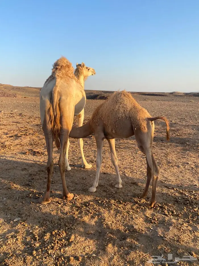 قعدان للبيع 5