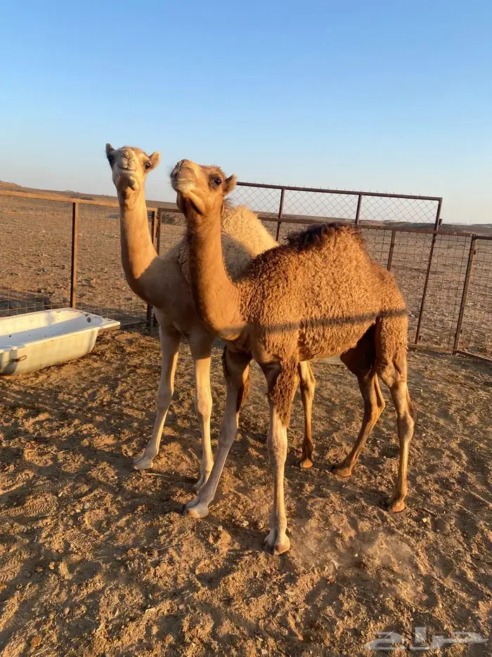 قعدان للبيع 0