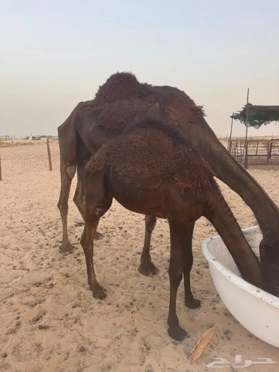 قعود مجهم طيب للبيع 1