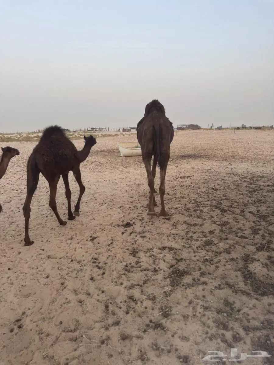 قعود مجهم طيب للبيع 0
