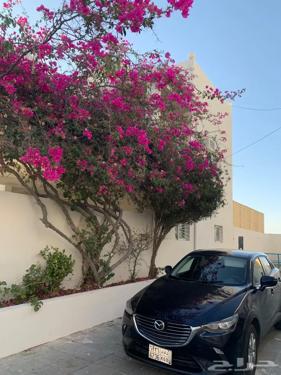 مازده cx3 15