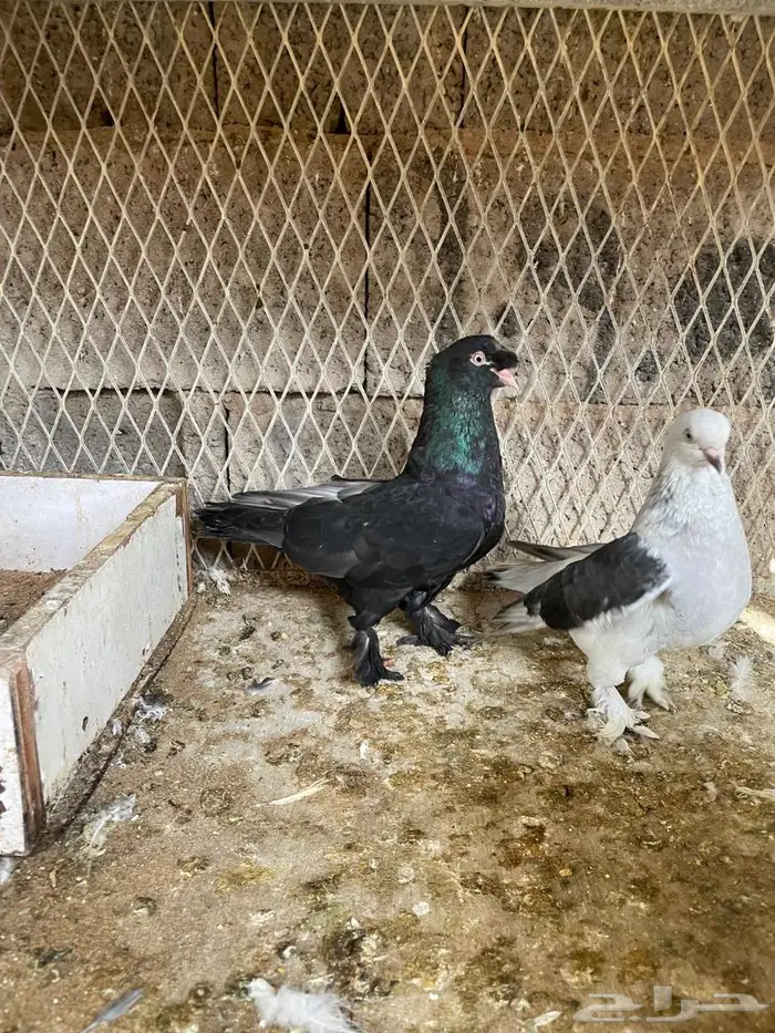 جوز تركي بانتاجه. 5