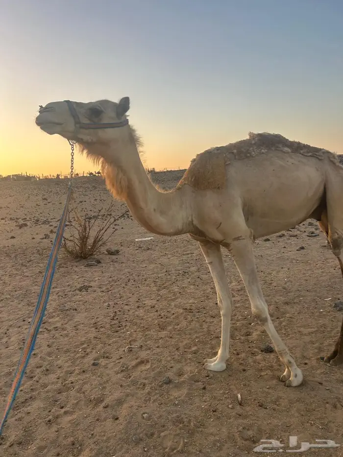 جمل خصي سنه رباع للبيع 0