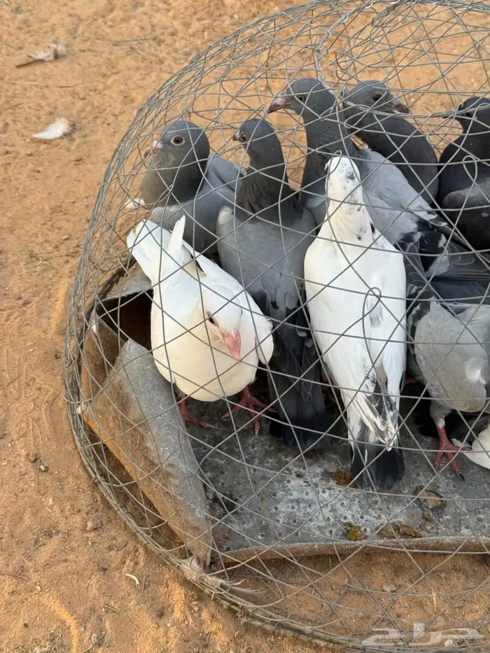 فراخة زاجل 0
