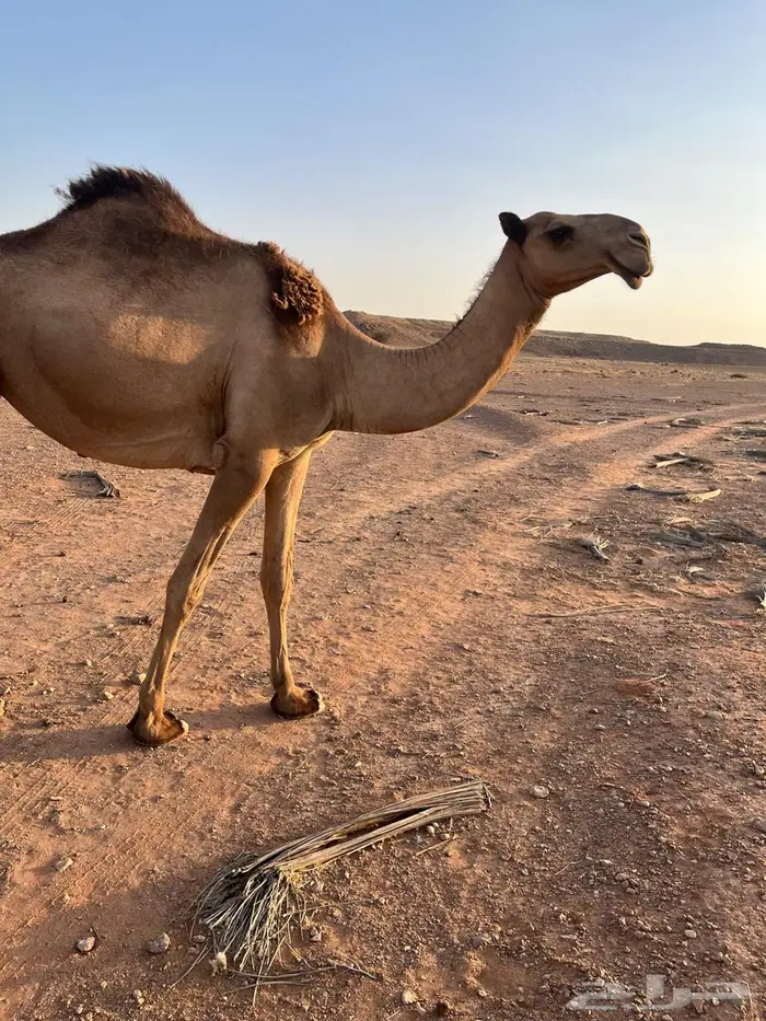 بكره صفراء لقيه 1