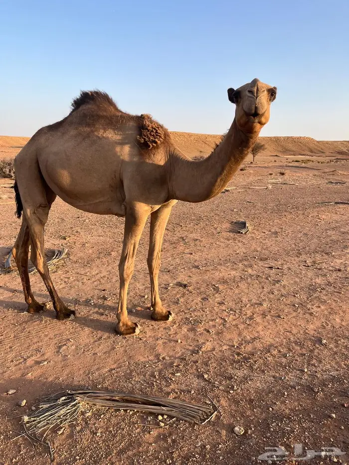 بكره صفراء لقيه 0