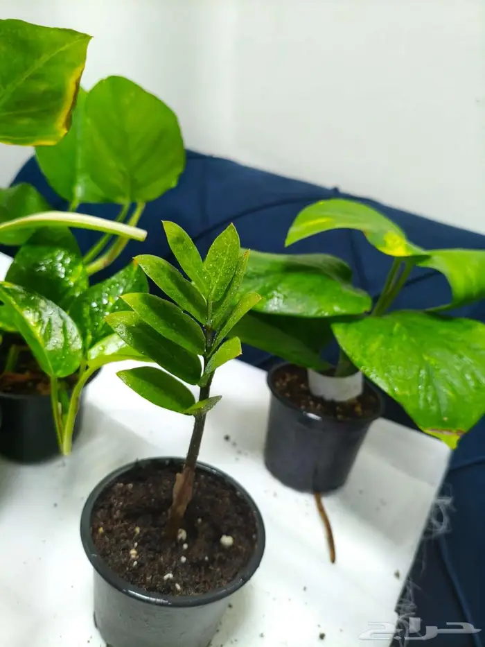 نباتات داخلي 1