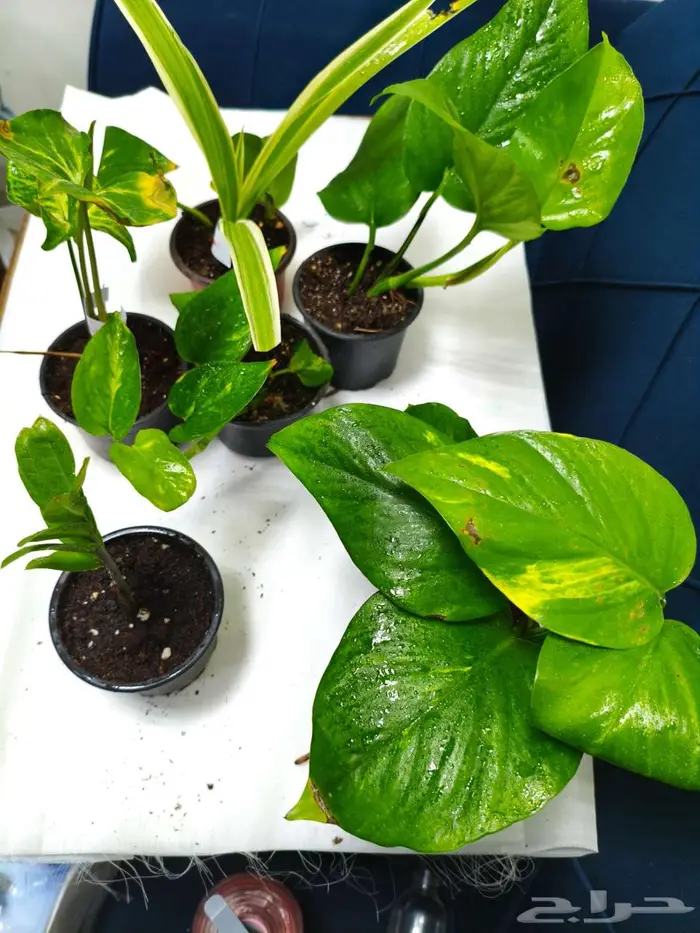 نباتات داخلي 0