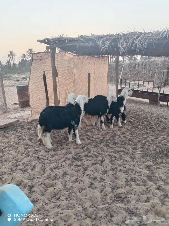 خرفان نجديه و رخلة 0