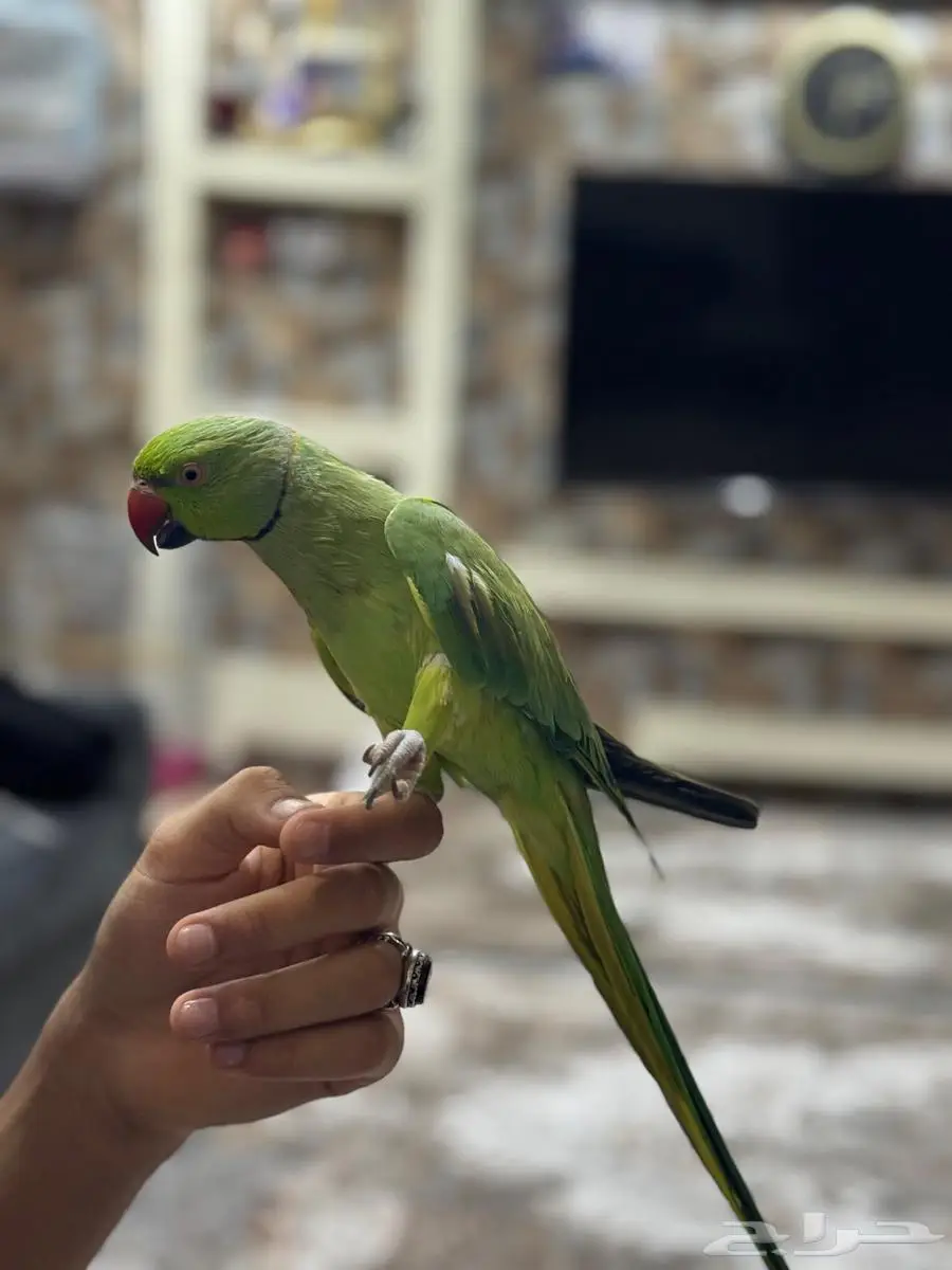 درة ذكر اليف جدا 3