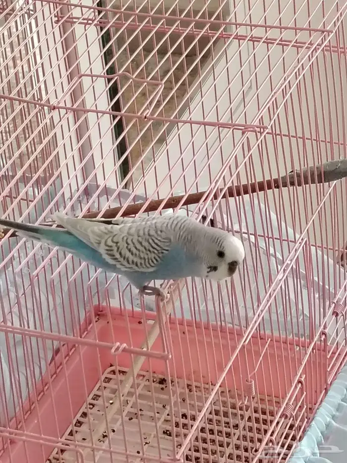 طير بادجي طقطق طير الحب 0