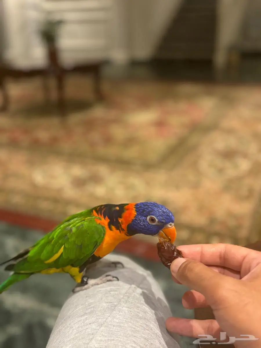 ببغاء لوري Lorikeet للبيع 0