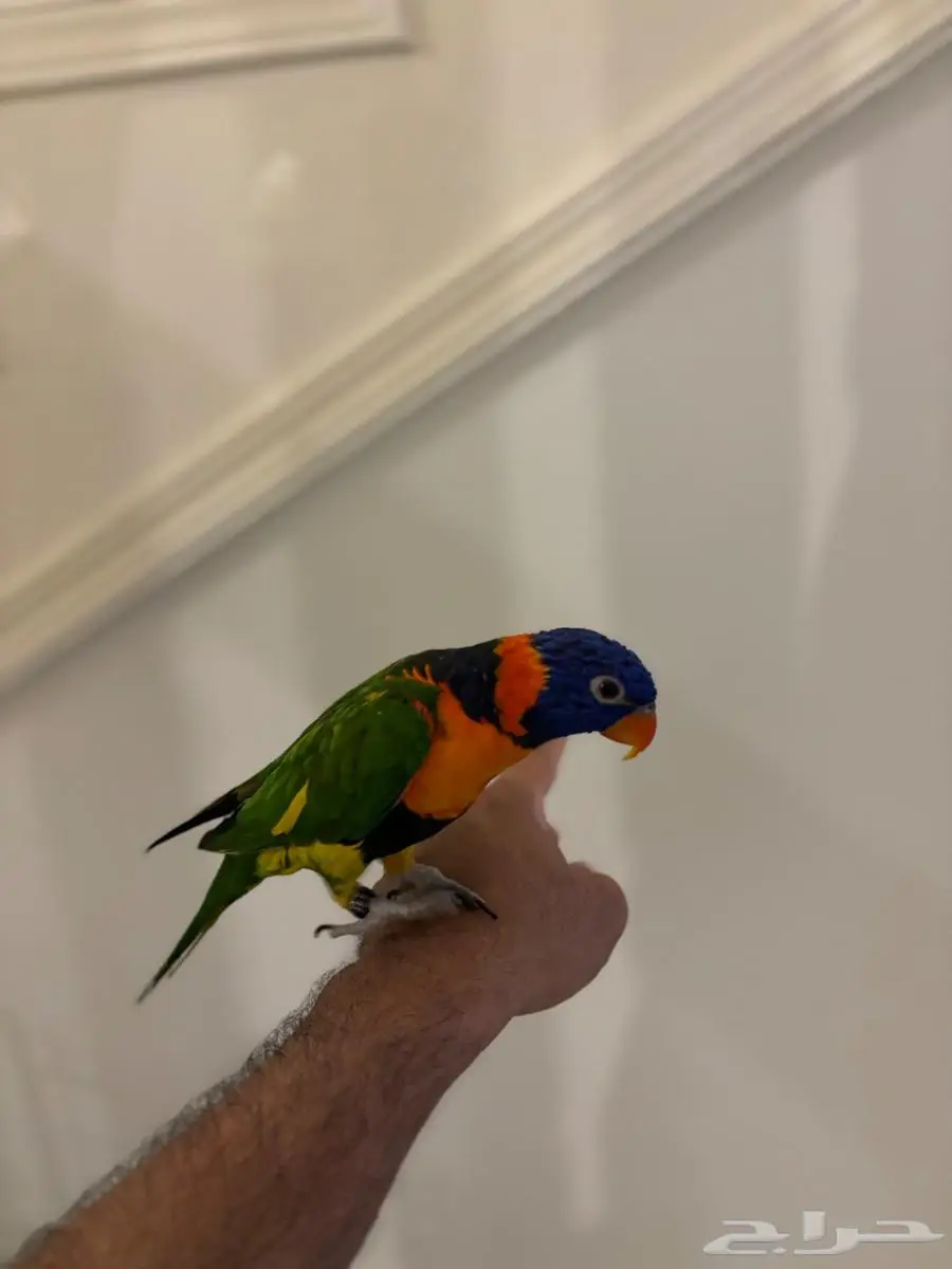 ببغاء لوري Lorikeet للبيع 1