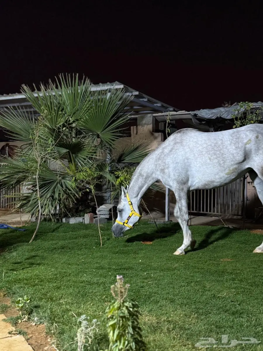 فرس بنت الكساندر والام بنت خيدار 2