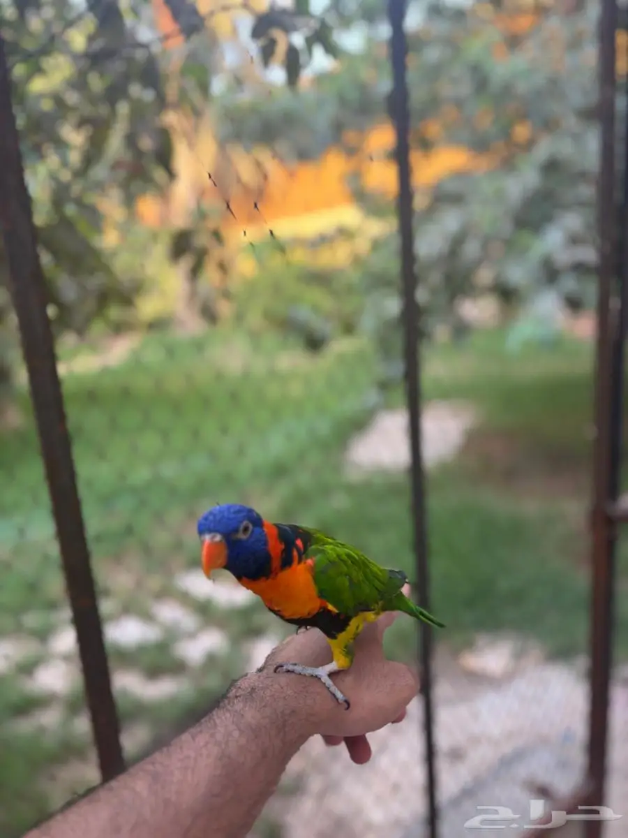 ببغاء لوري Lorikeet للبيع 2