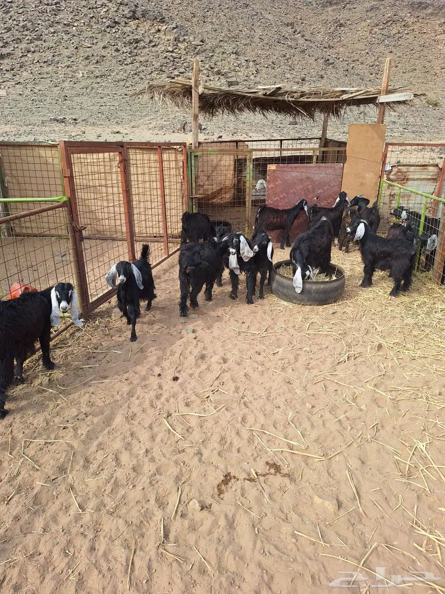15 جفار عوارض 5
