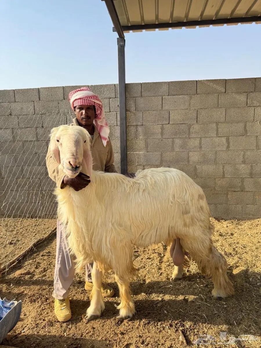 فحل عيسي 0