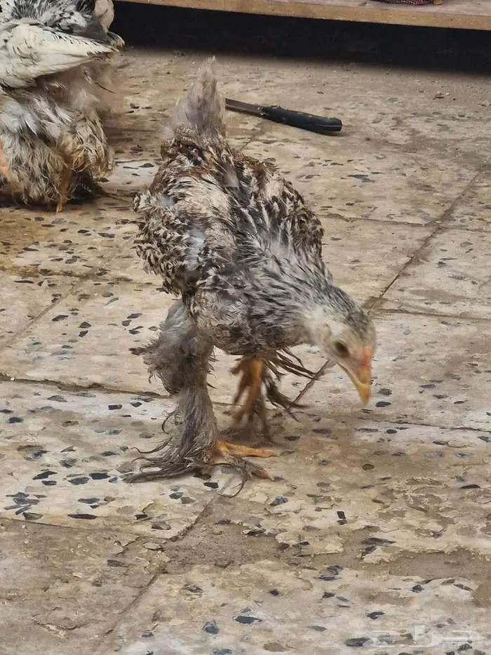 صوص 11