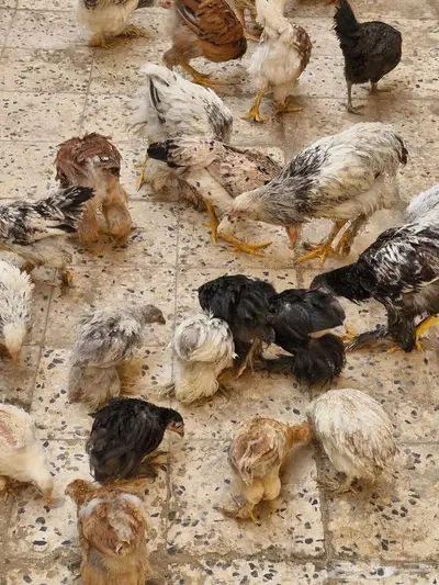 صوص دجاج براهما الألماني الكبير الفاخر (الخرمة) 4