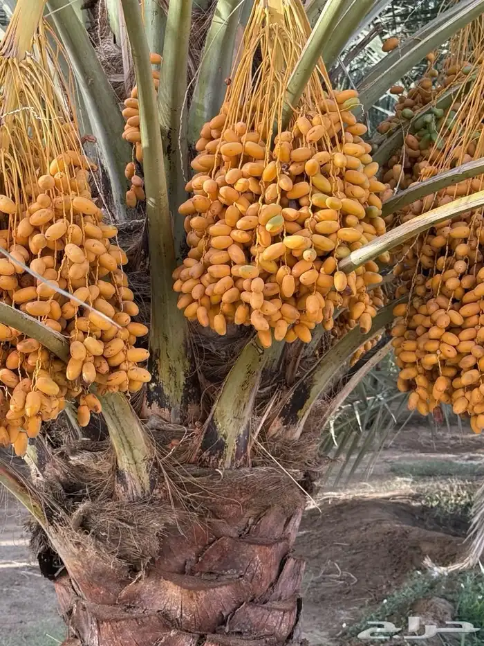 مزرعه للبيع في تربه البقوم (قريةالعلبه) 4