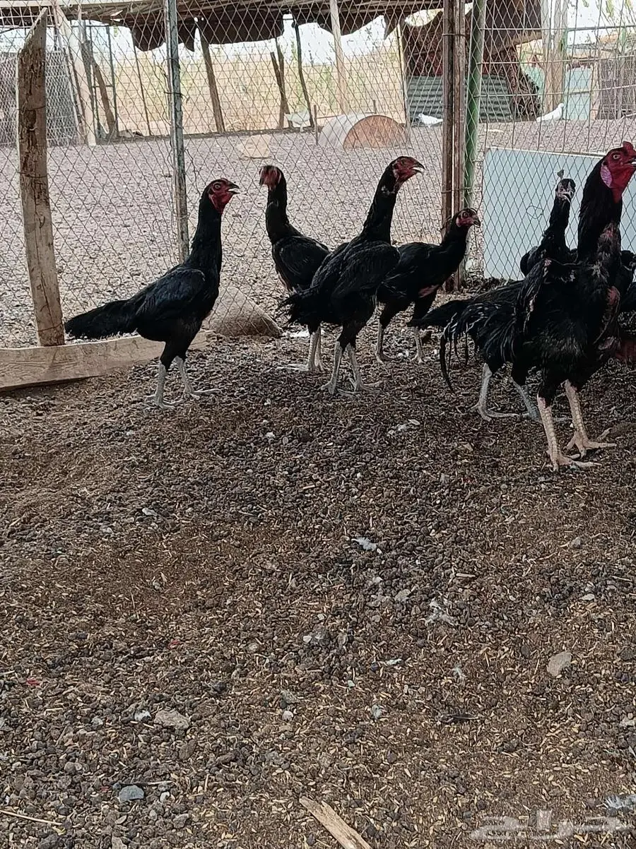 دجاج باكستاني اسود العدد 8 للبيع او للبدل بحمام فرنسي 0