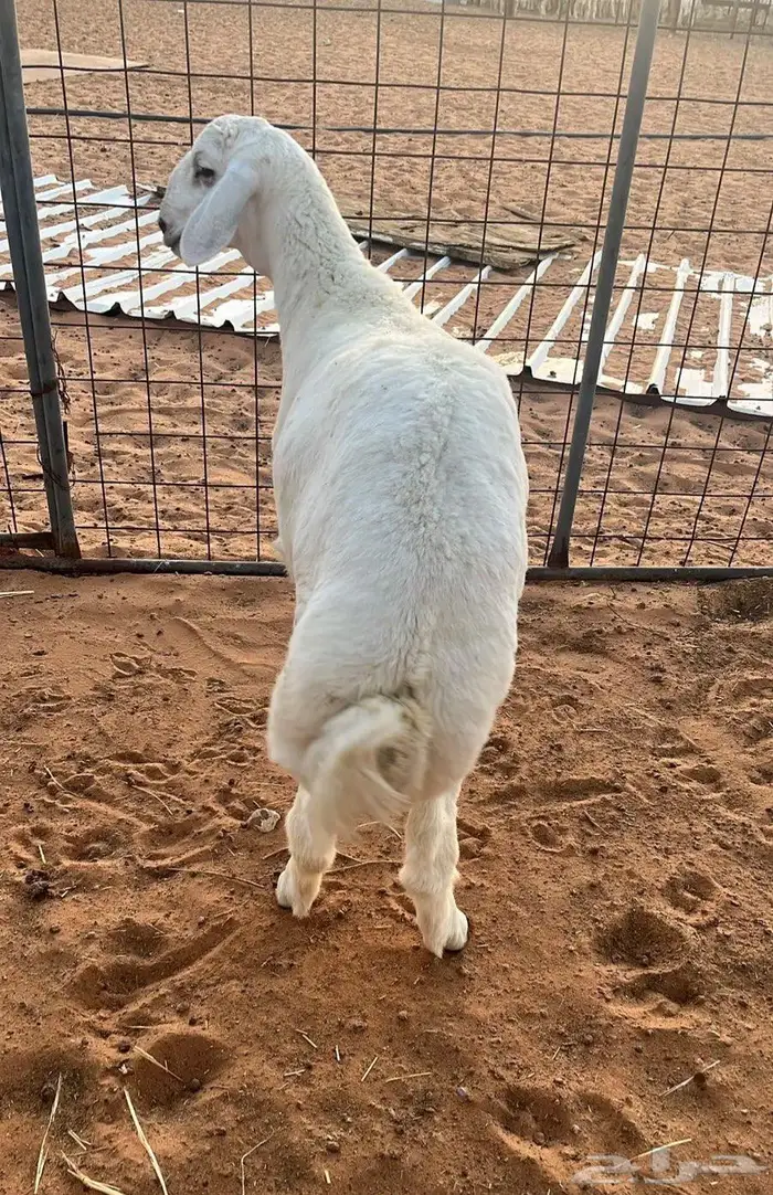 العبدالله للذبايح 0